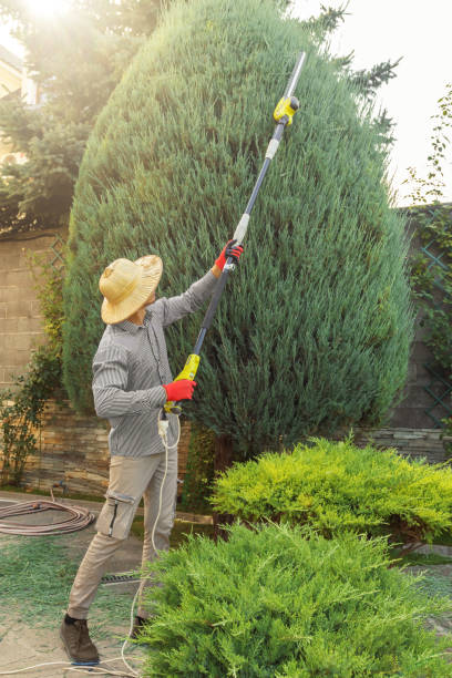 Trusted Napoleon, OH Tree Removal and Landscaping Services Experts